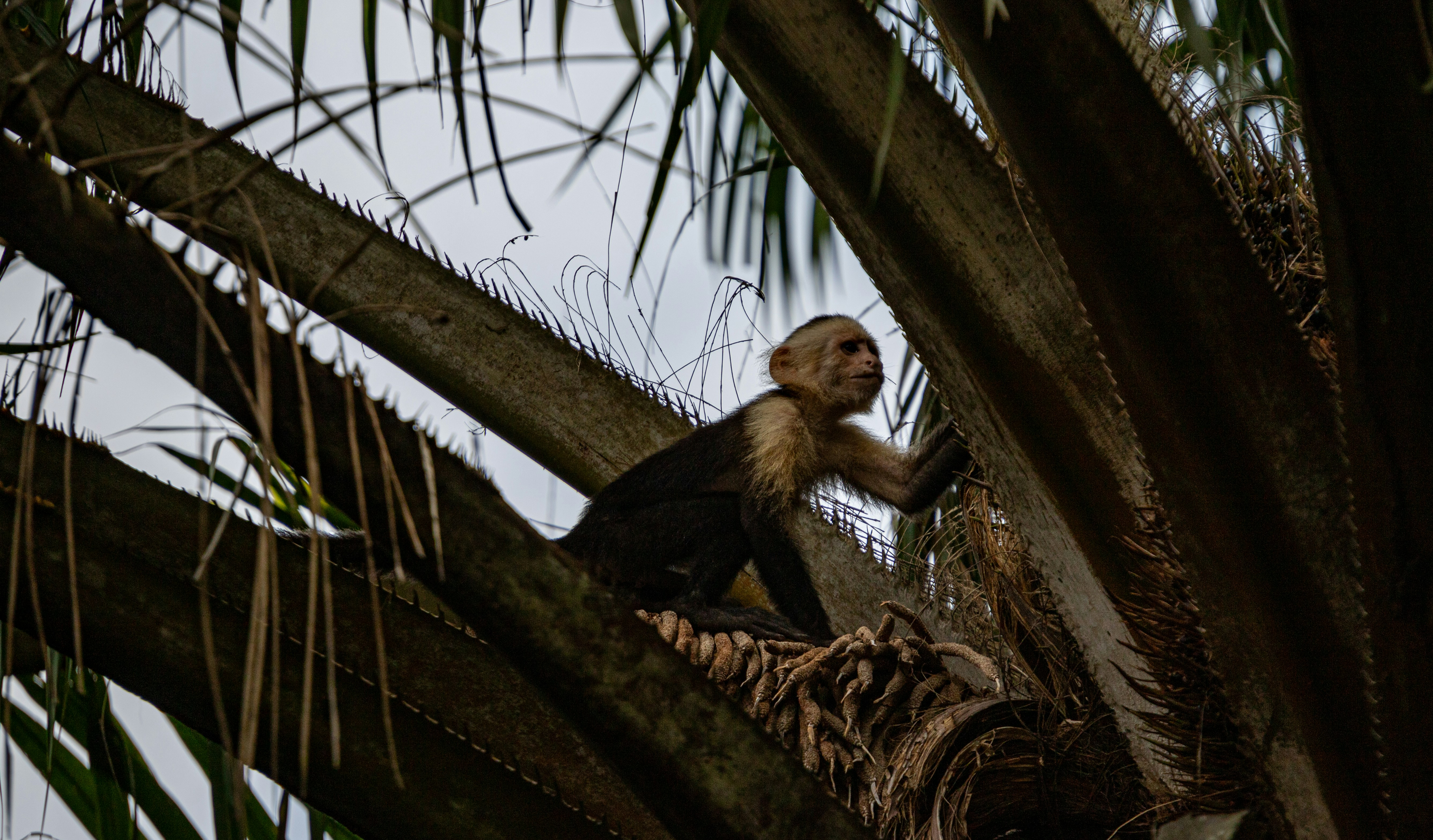 a monkey sitting on top of a palm tree, A white-faced capuchin monkey, with its distinctive coloring, is seen engaging with its environment. Perched on a tree branch amidst the dense foliage, it appears attentive and possibly in the midst of foraging.