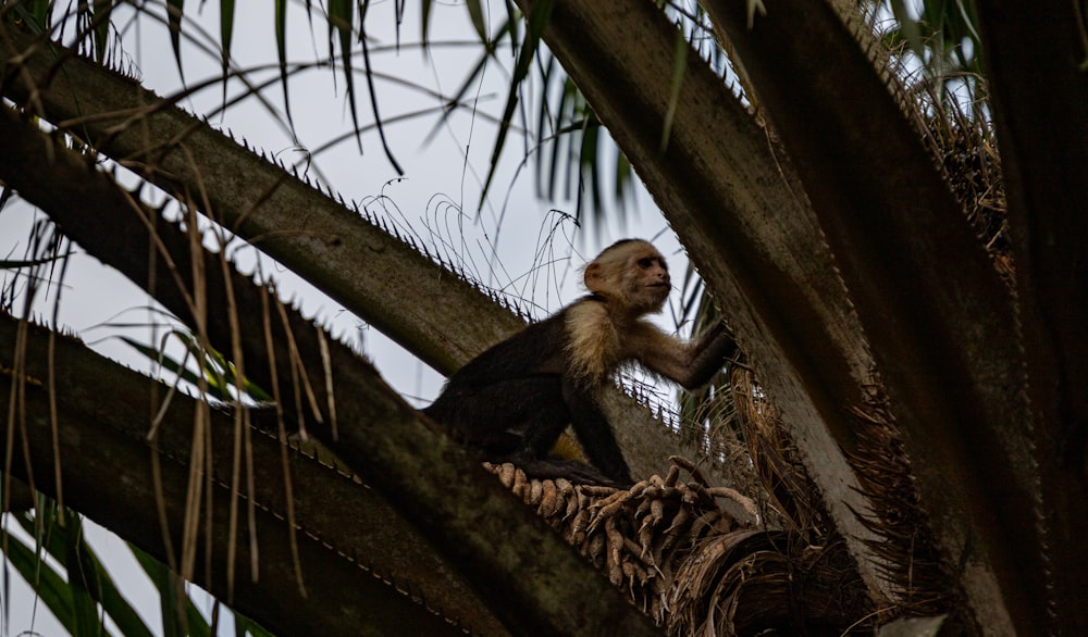 a monkey sitting on top of a palm tree