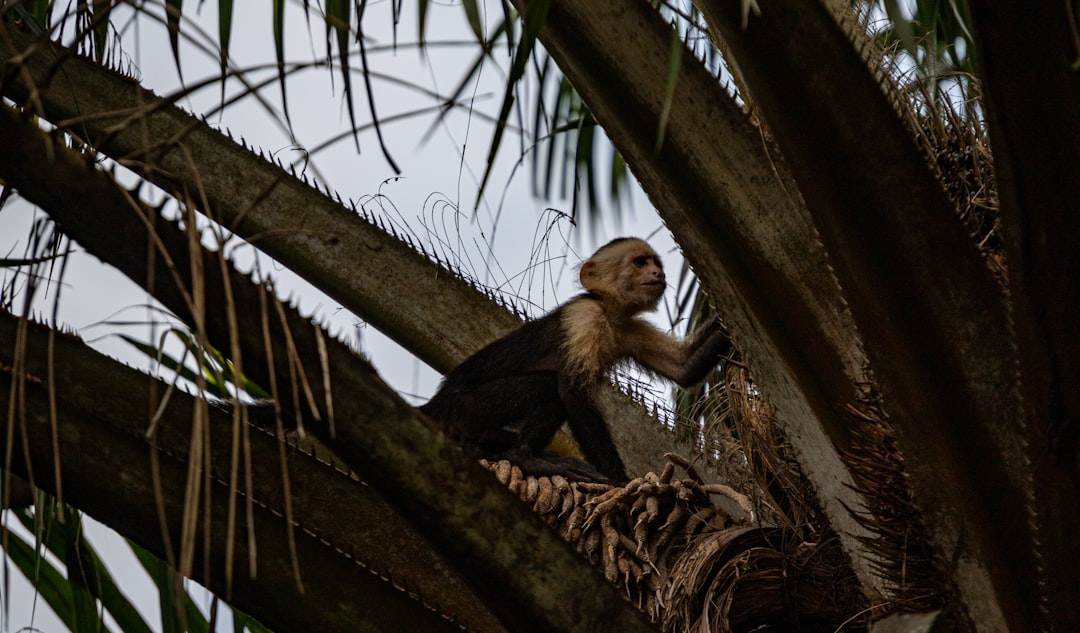 Costa Rica vs Panama 7 Key Differences for Nature Lovers and City E… — Costa Rica vs Panama 7 Key