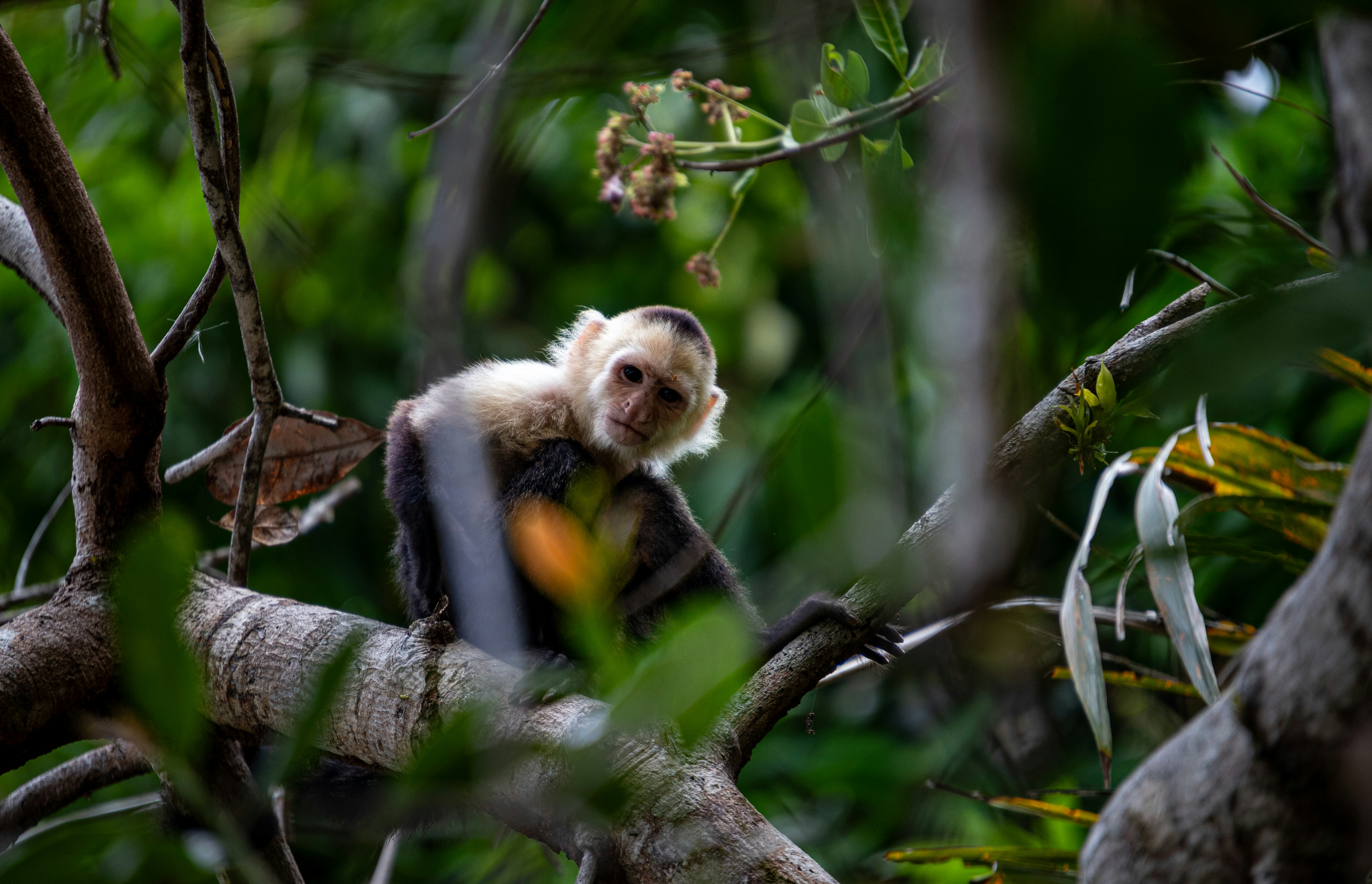 a monkey sitting on a tree branch in a forest, A white-faced capuchin monkey, with its distinctive coloring, is seen engaging with its environment. Perched on a tree branch amidst the dense foliage, it appears attentive and possibly in the midst of foraging.