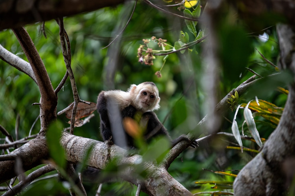 a white and black monkey sitting on a tree branch