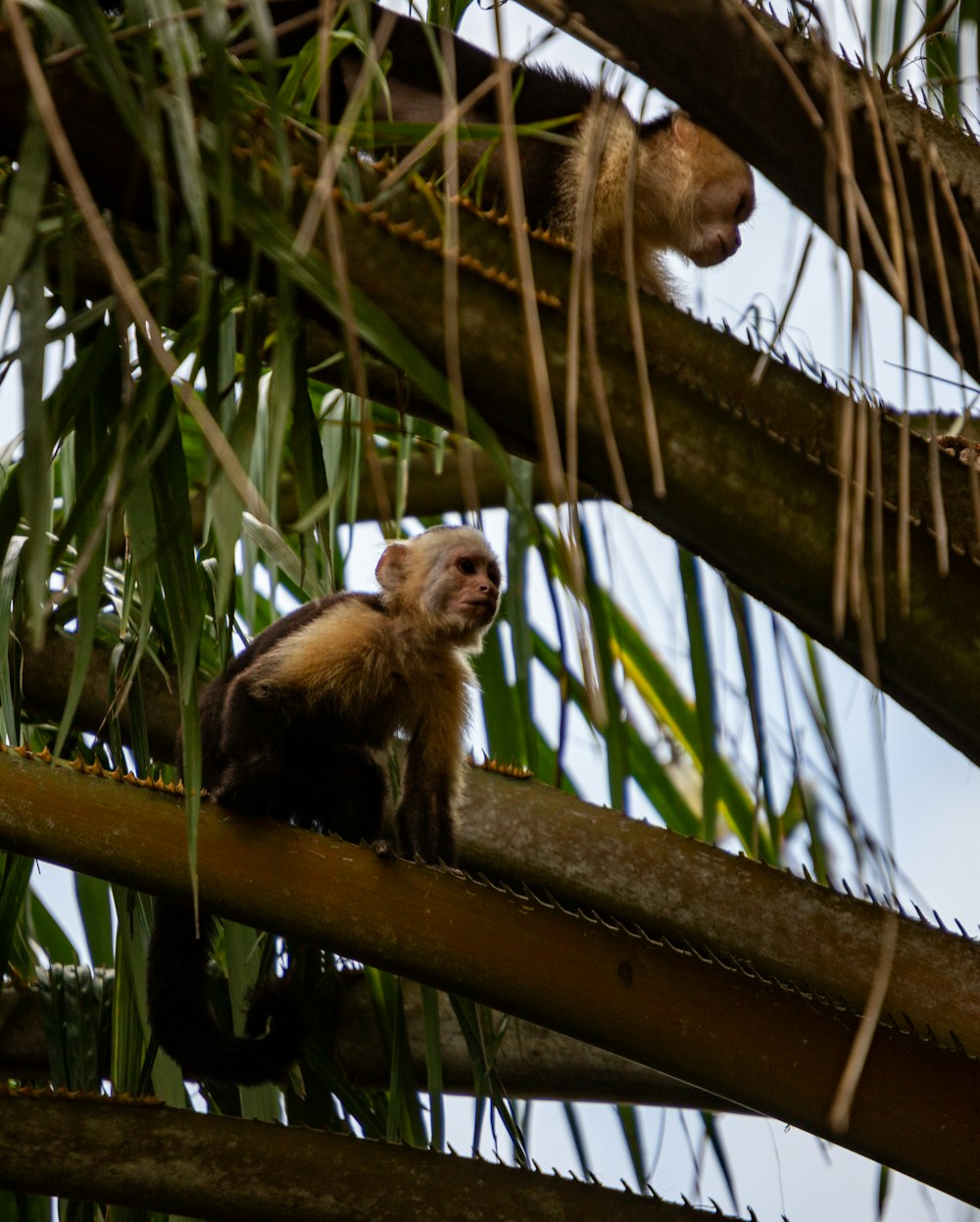 a monkey sitting on top of a tree branch