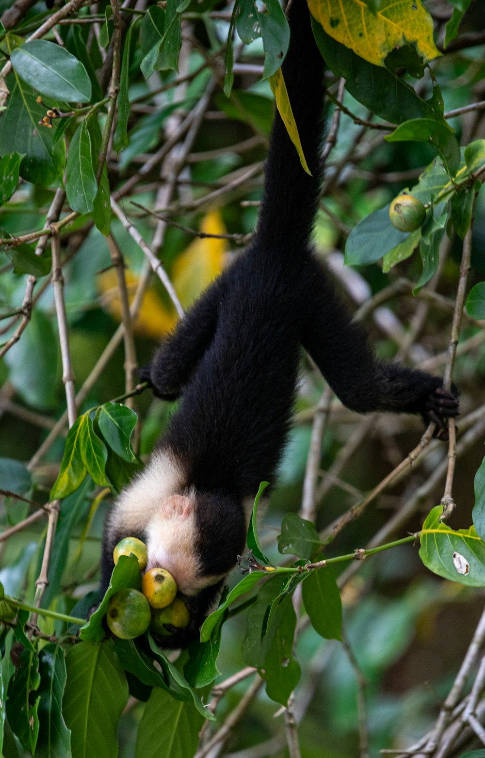 a black and white animal hanging from a tree branch