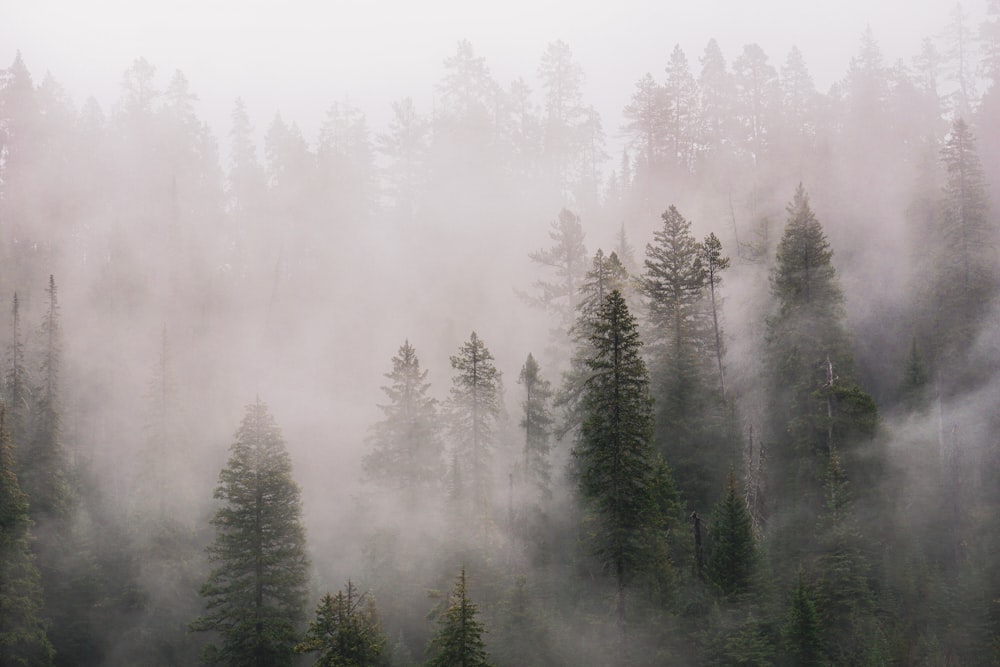 a foggy forest filled with lots of trees