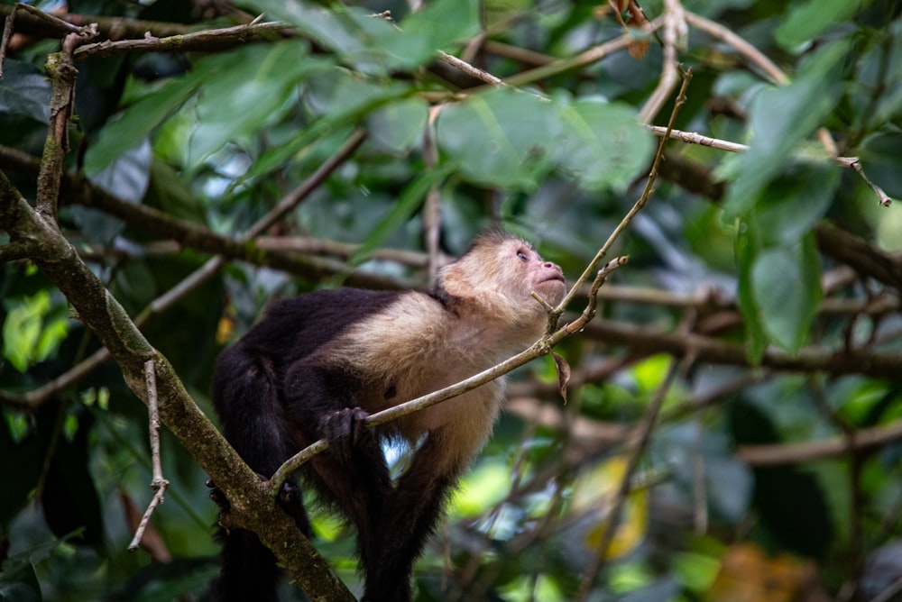 a monkey sitting in a tree looking up