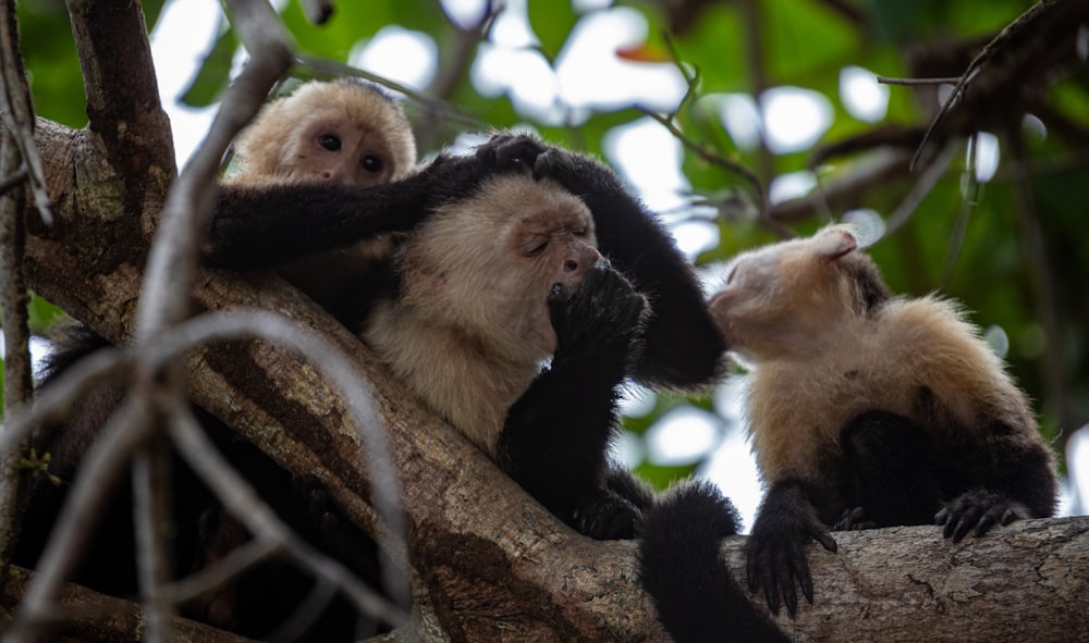 a couple of monkeys sitting on top of a tree