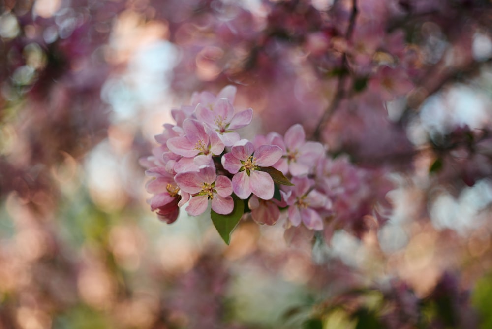 a bunch of pink flowers that are on a tree