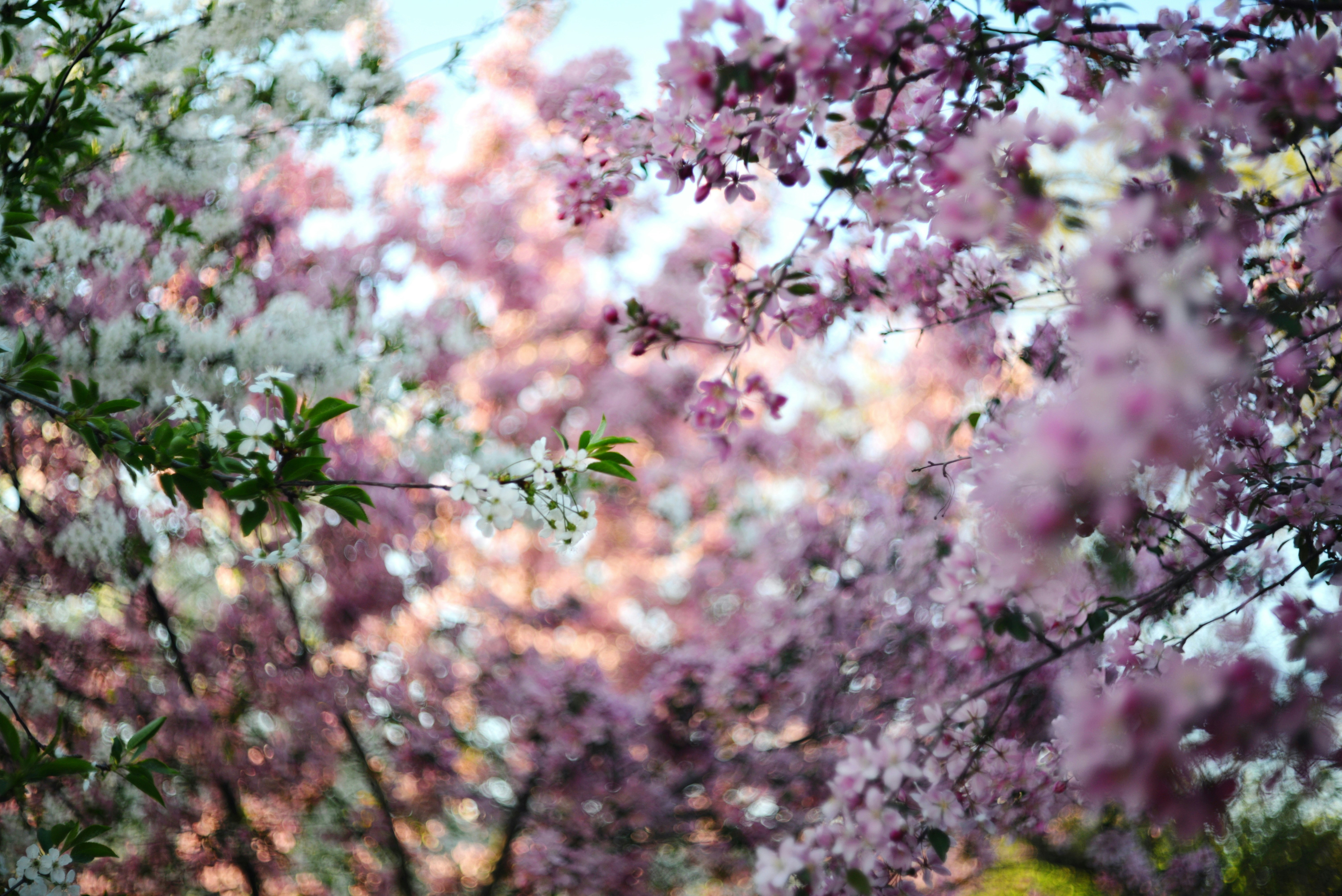 Photo by cherstve_pechivo