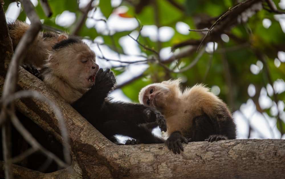 a couple of monkeys sitting on top of a tree