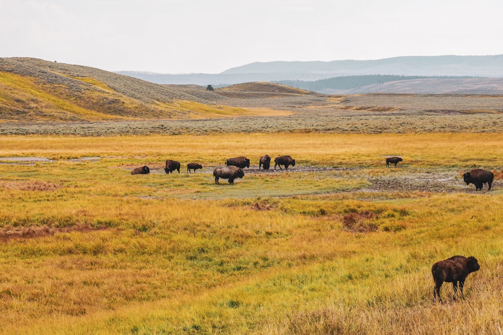 a herd of buffalo standing on top of a dry grass field