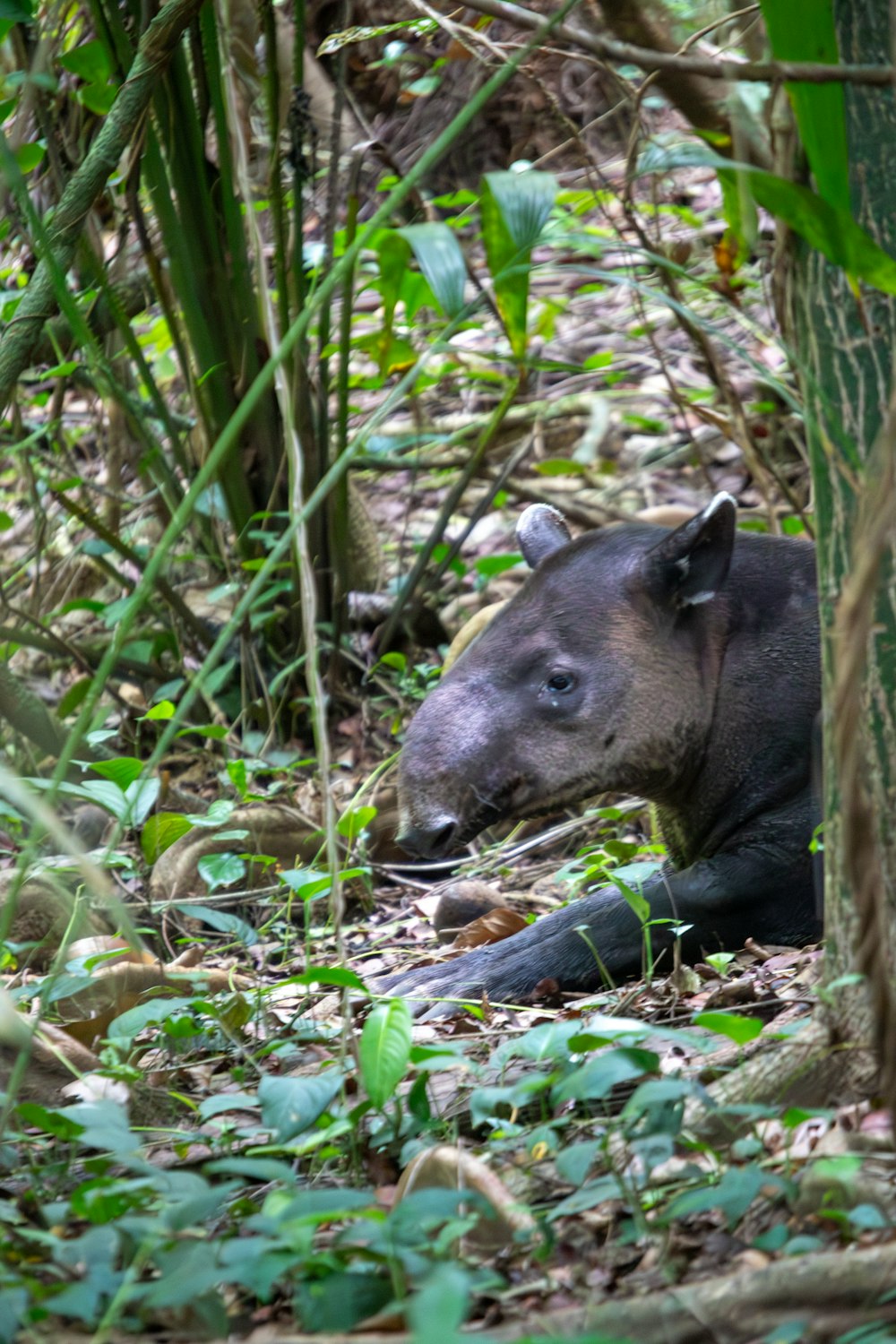 un piccolo animale sdraiato a terra nel bosco