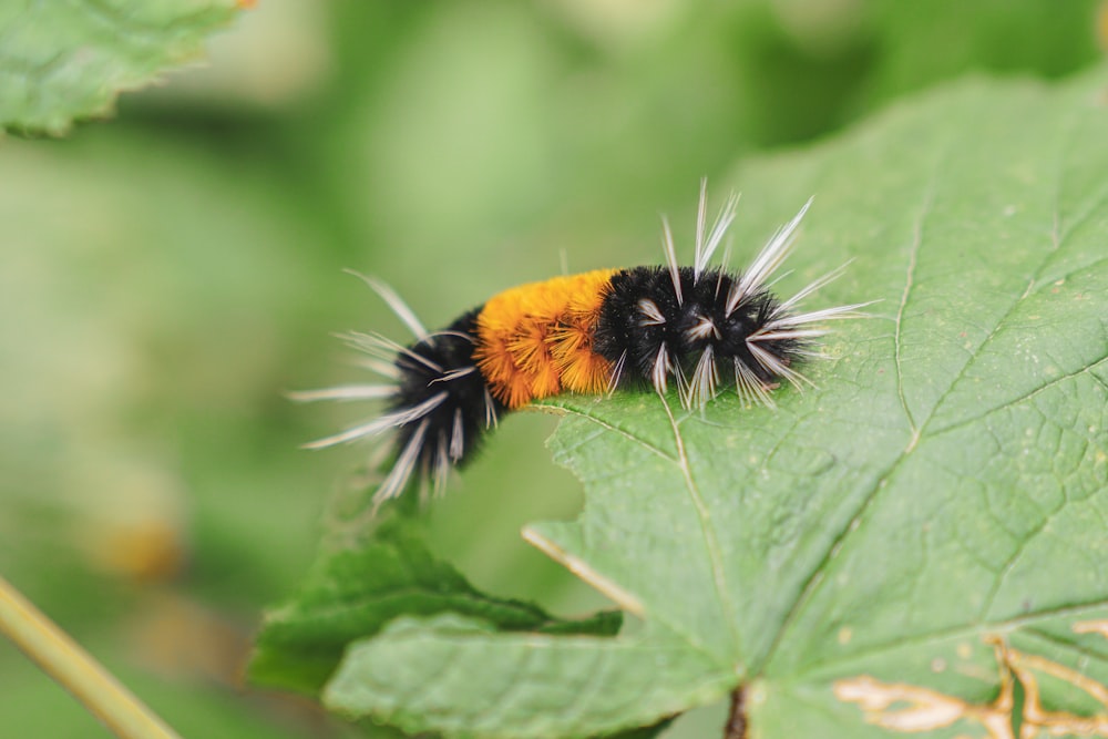 a close up of a caterpillar on a leaf