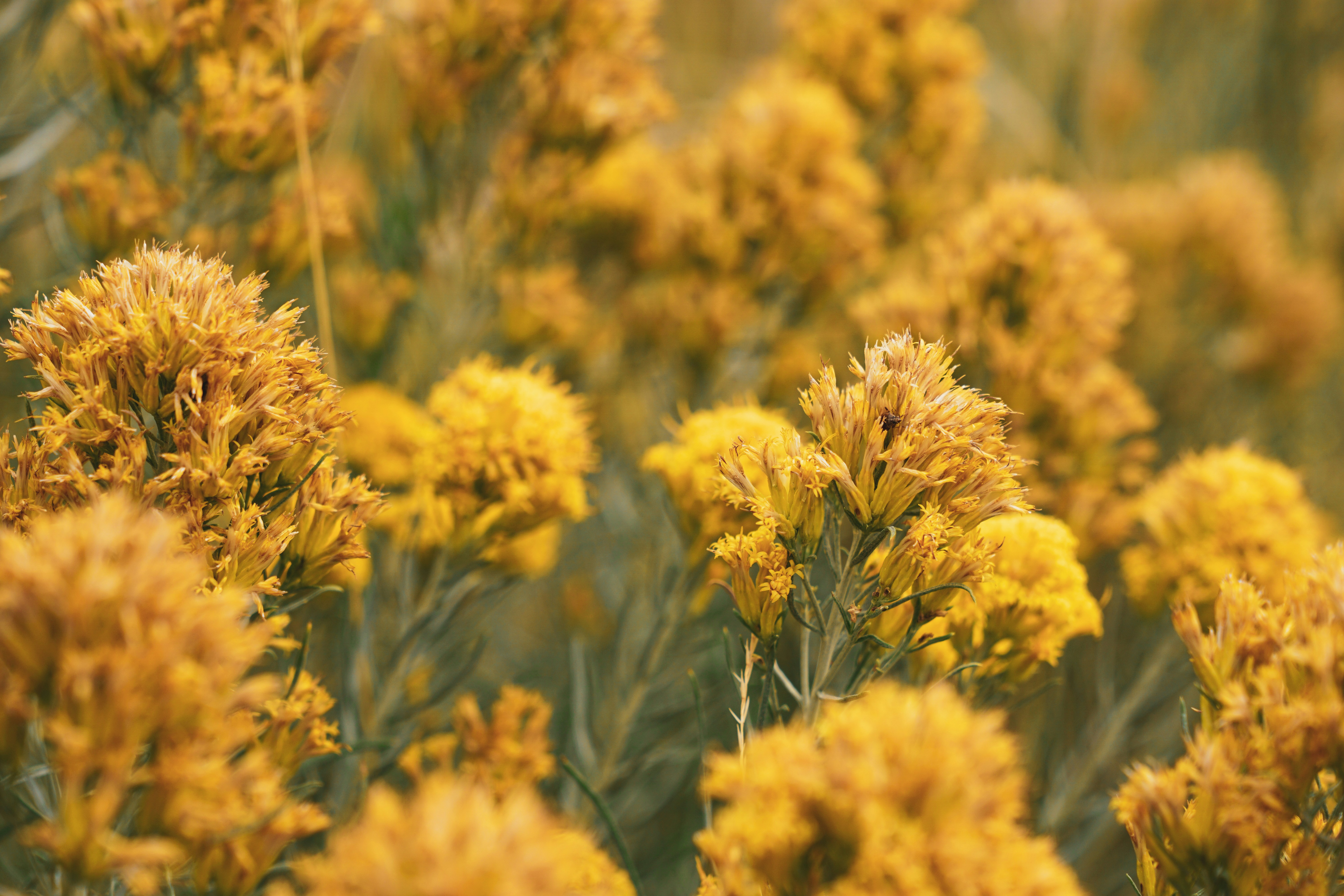 Photo by ayorkdesigns