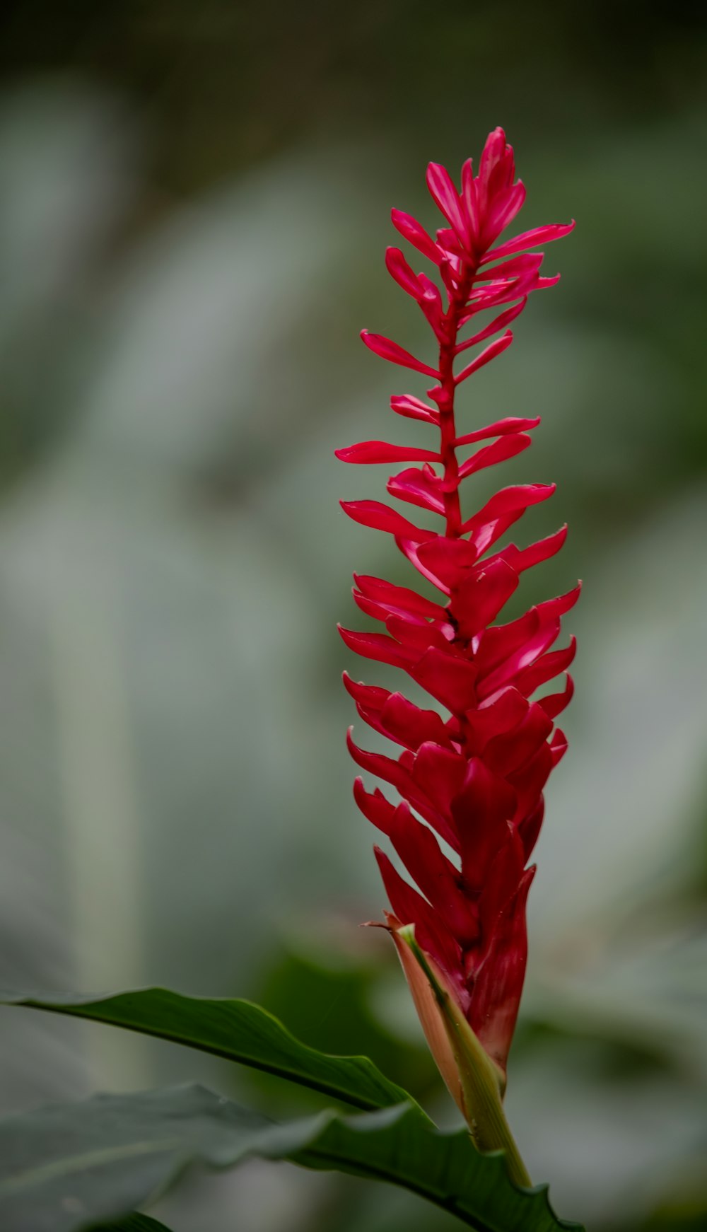 a red flower with green leaves in the background