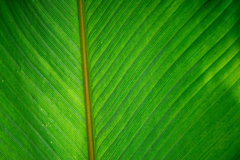 a close up of a large green leaf