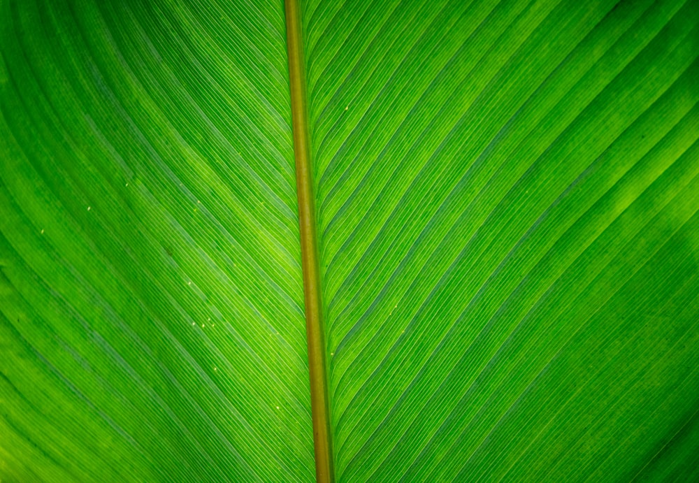 a close up of a large green leaf