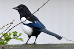 a black and white bird sitting on top of a cement wall