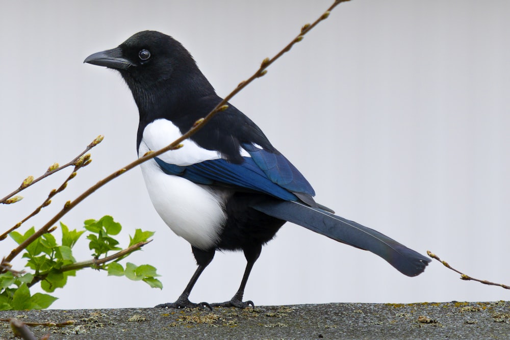 a black and white bird sitting on top of a cement wall