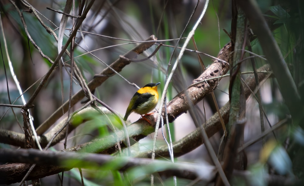 un petit oiseau jaune et noir perché sur une branche