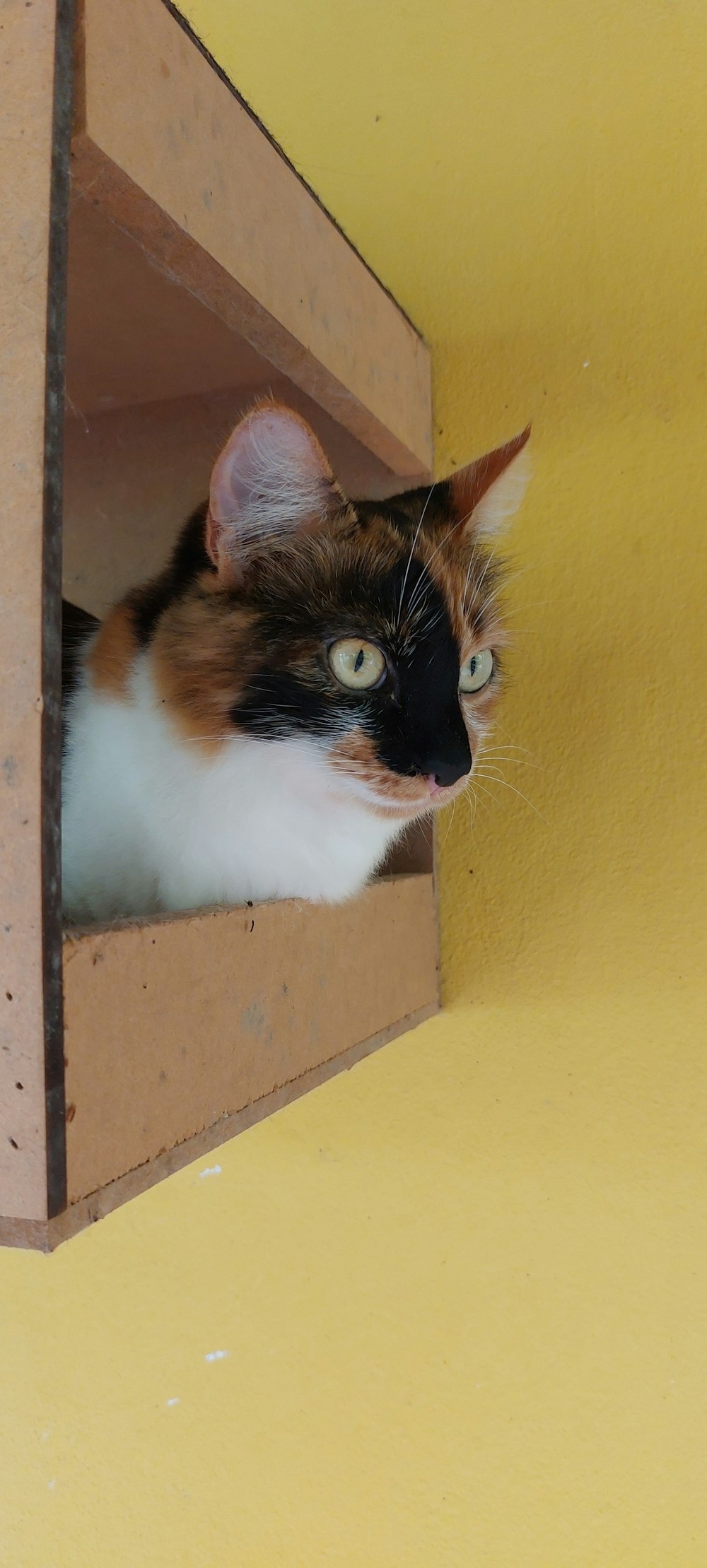 a calico cat peeking out of a cardboard box