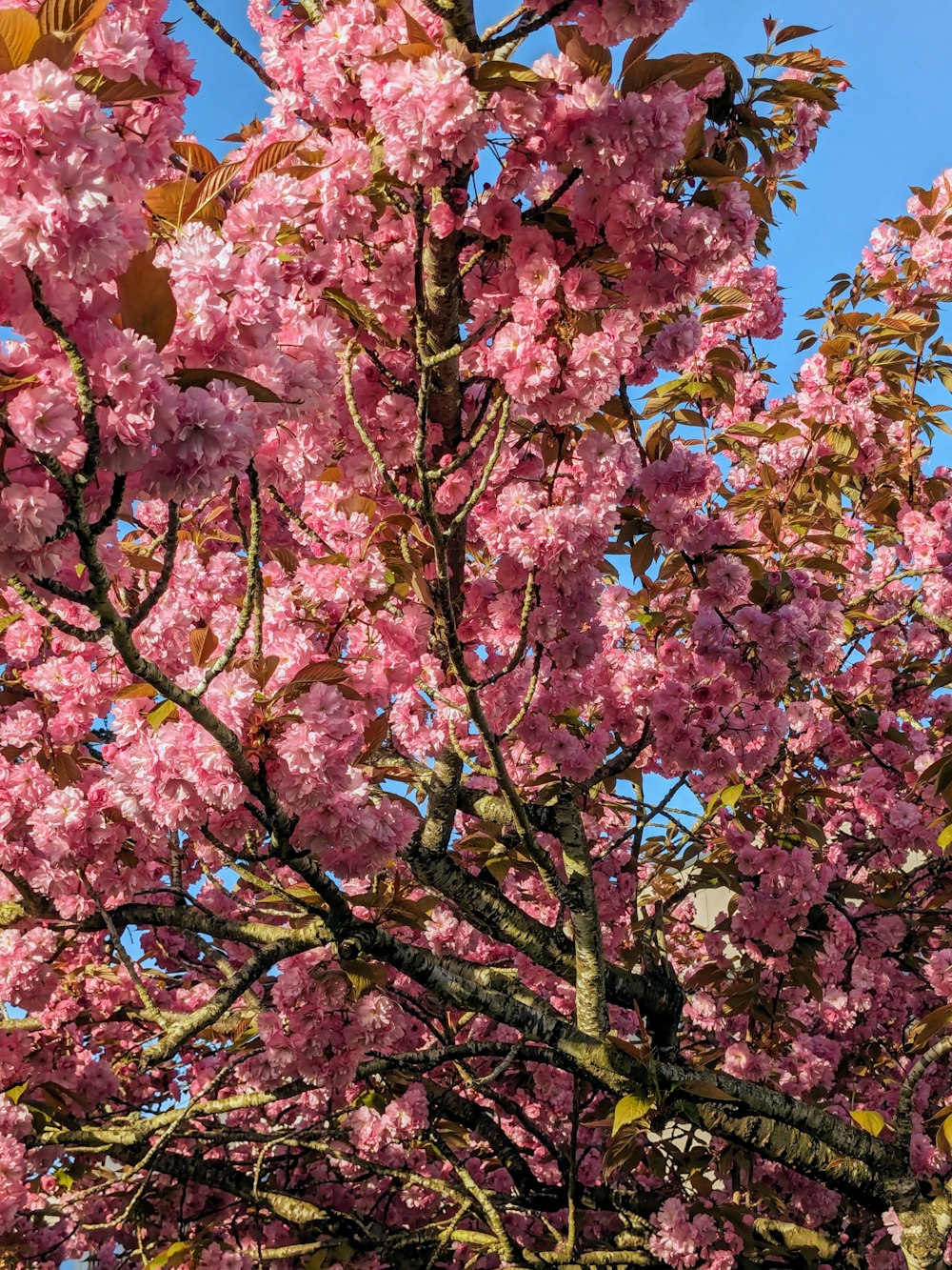 a tree with lots of pink flowers on it