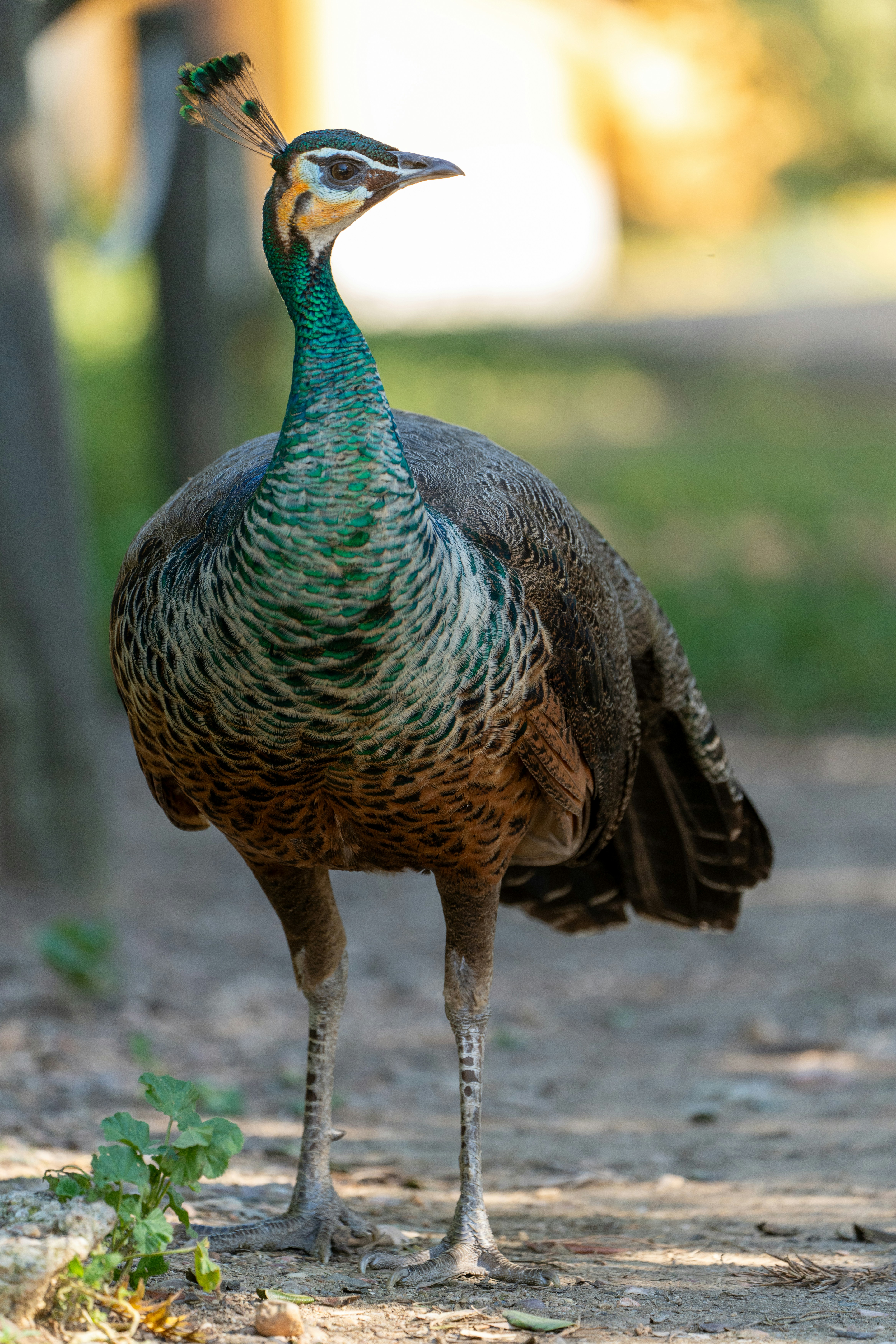 un pavo real parado en un camino de tierra junto a un árbol