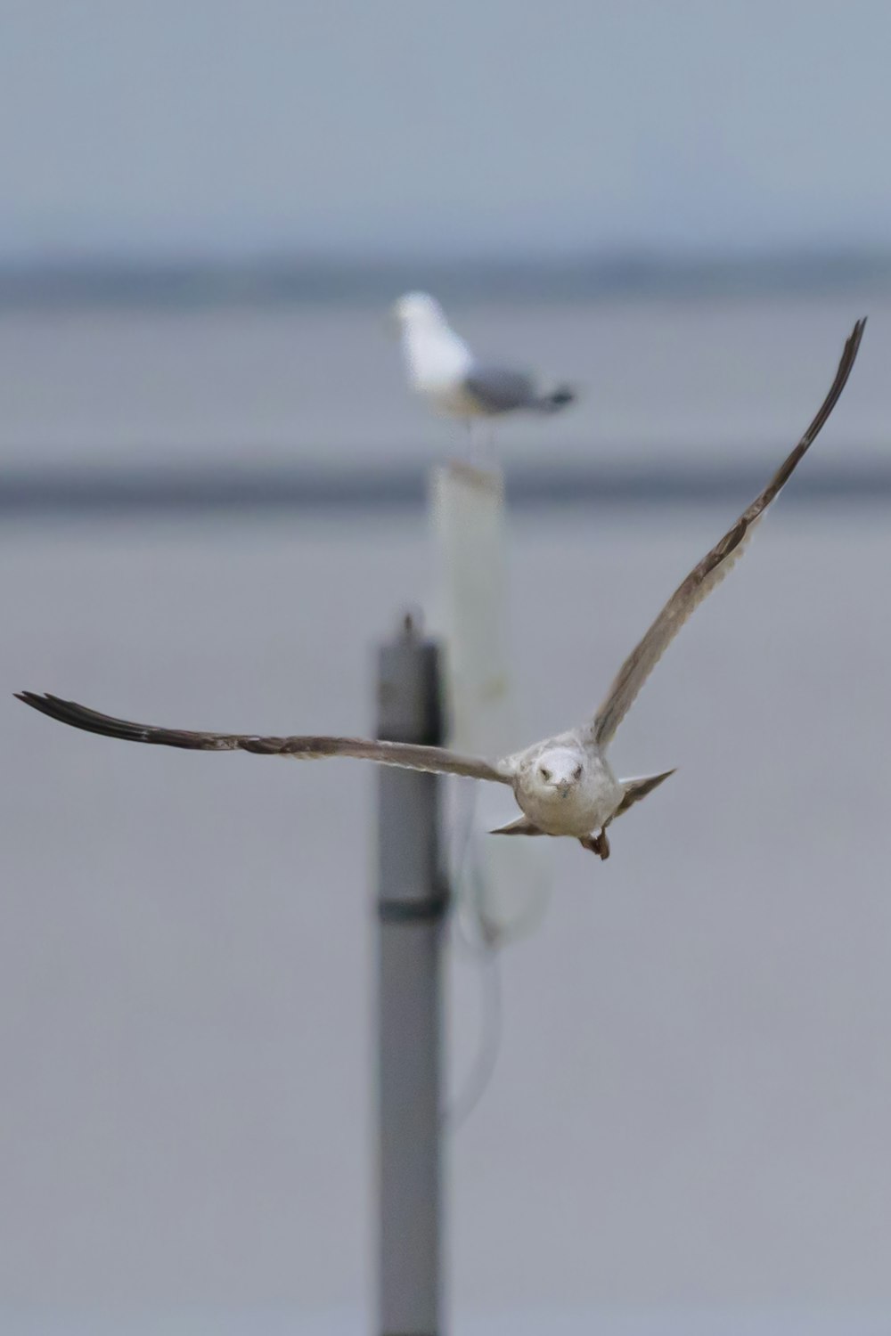 Dos gaviotas vuelan sobre un poste de metal