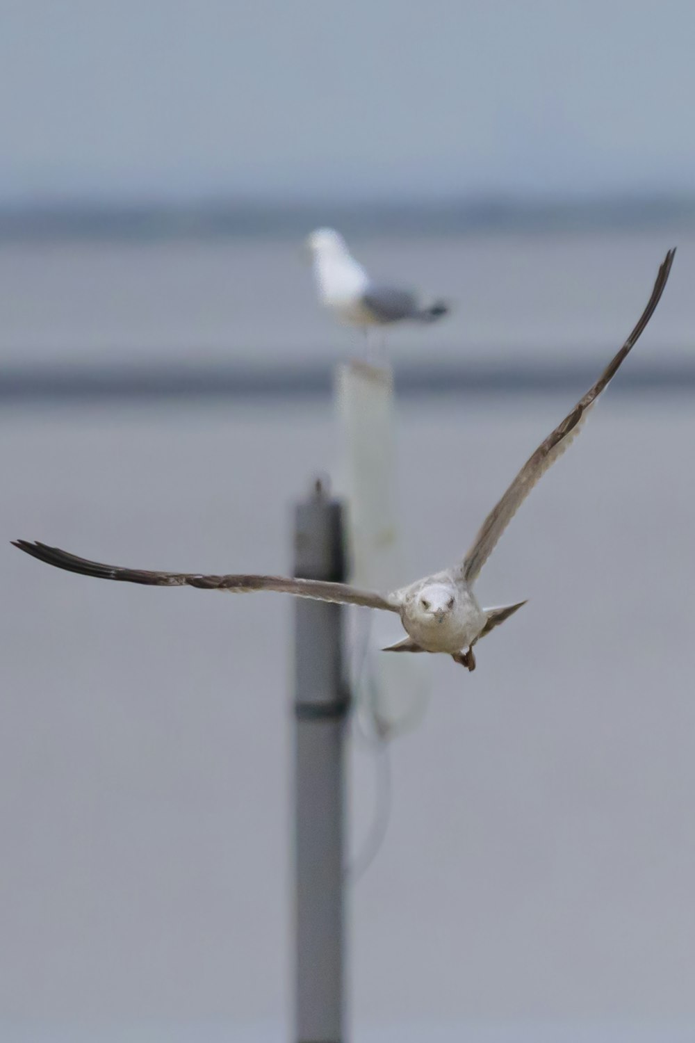 two seagulls are flying over a metal pole