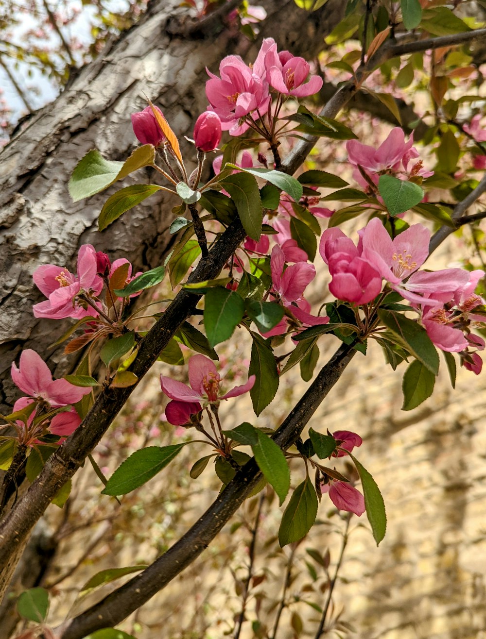 a tree with pink flowers in front of a brick building
