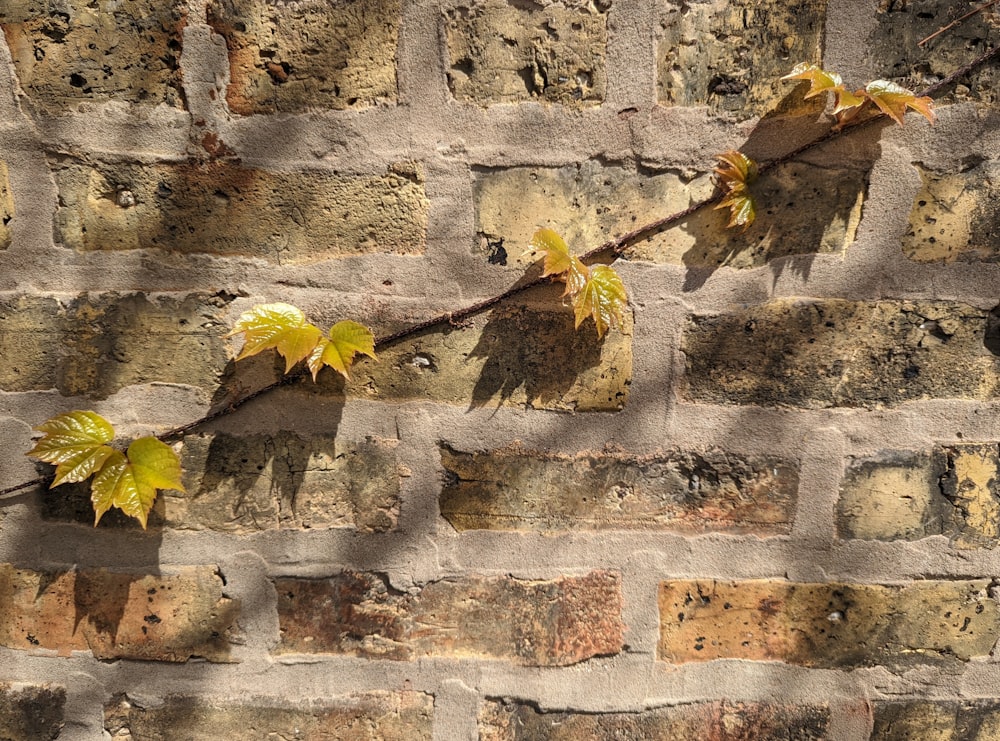a branch with leaves on a brick wall