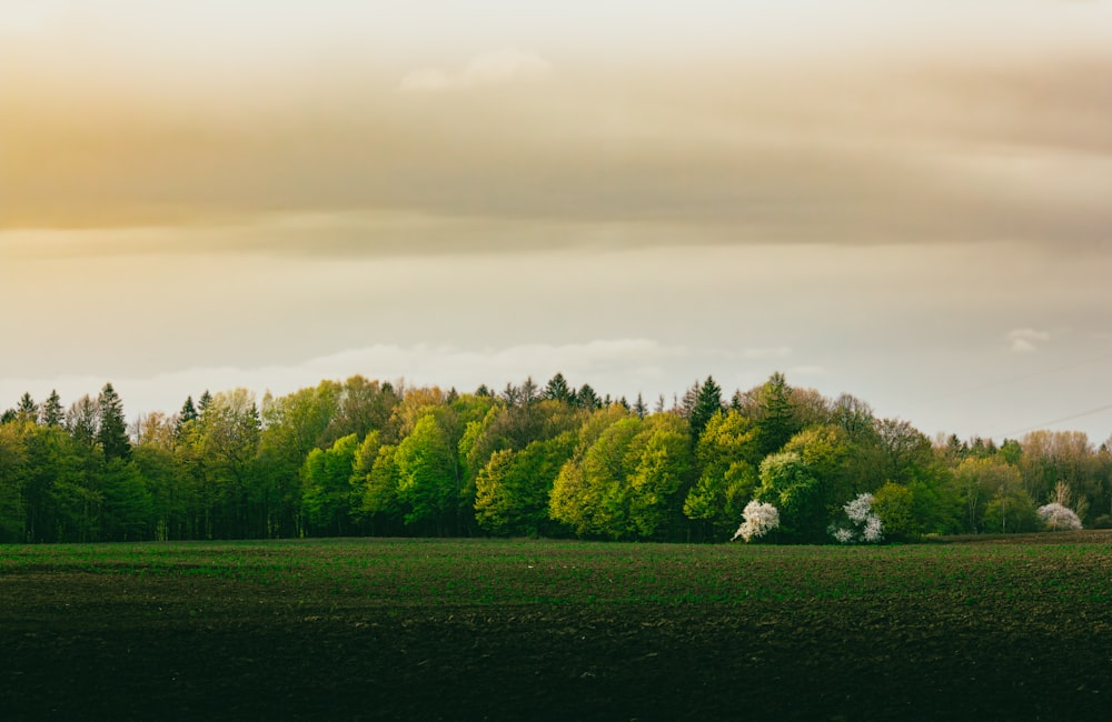 a field with trees in the background and clouds in the sky