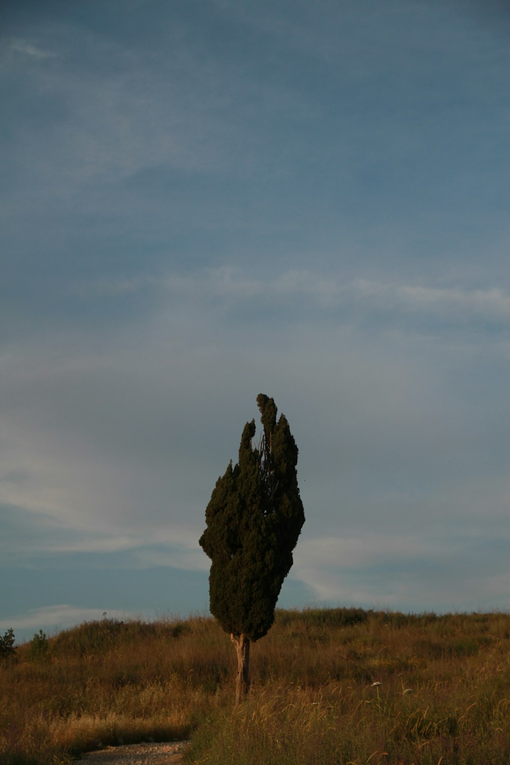 a lone tree in the middle of a field