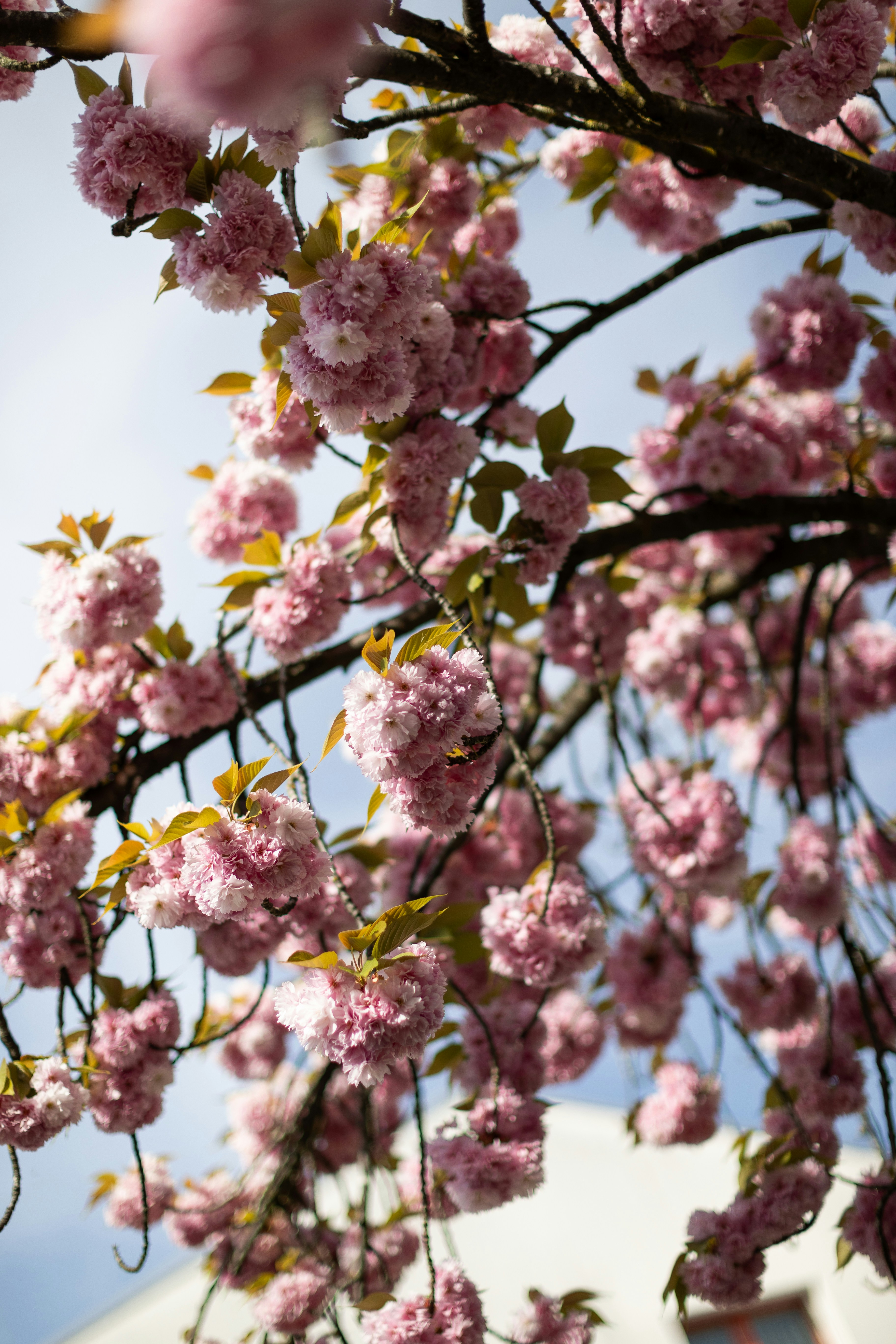 Photo by jonasfrachet