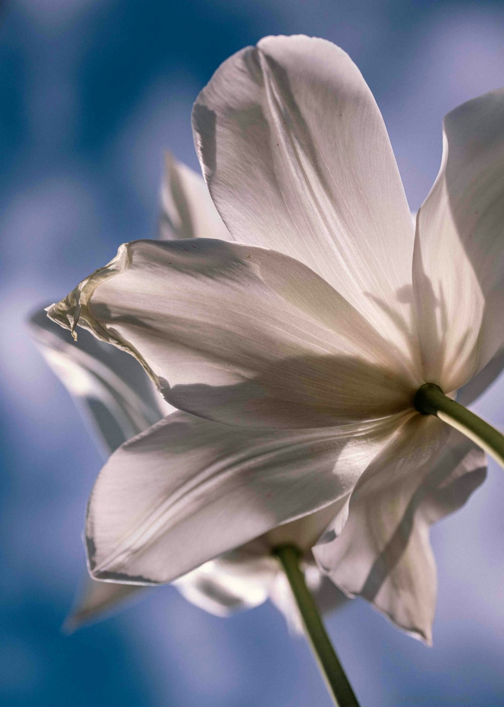 a white flower with a blue sky in the background