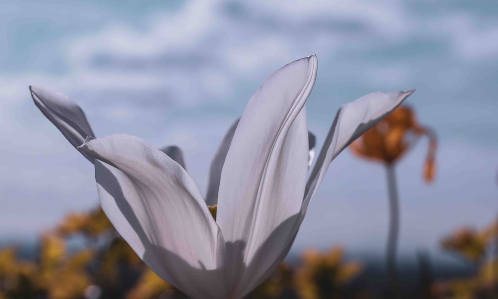 a close up of a flower with a sky background