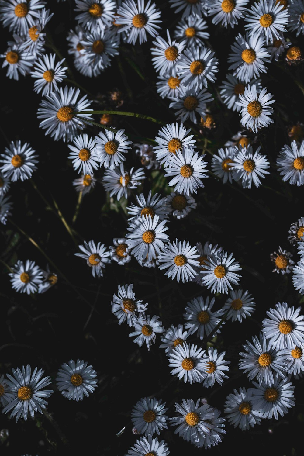 a bunch of white flowers with yellow centers