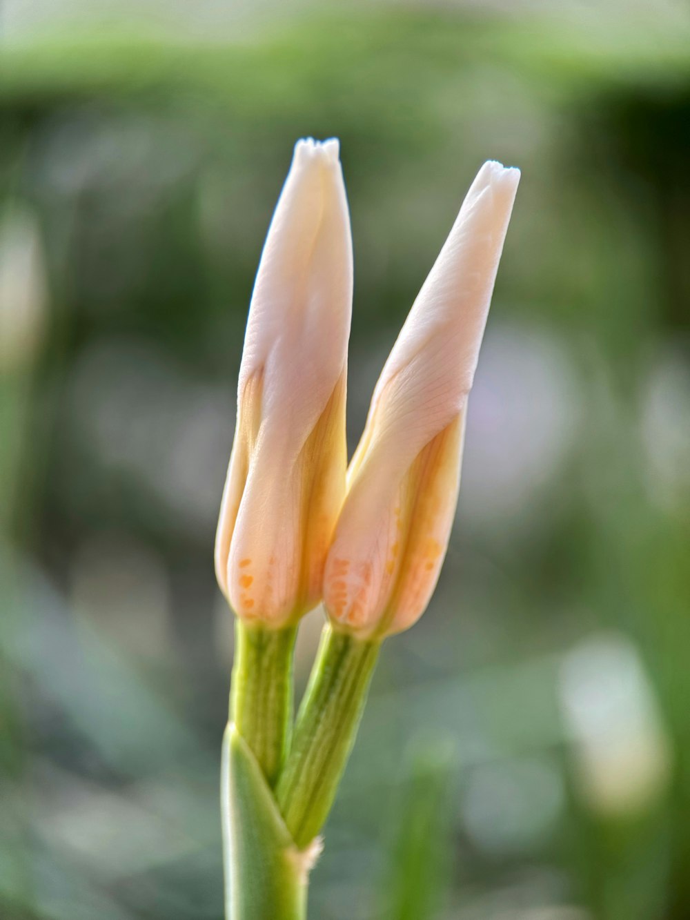 a close up of two flowers with a blurry background