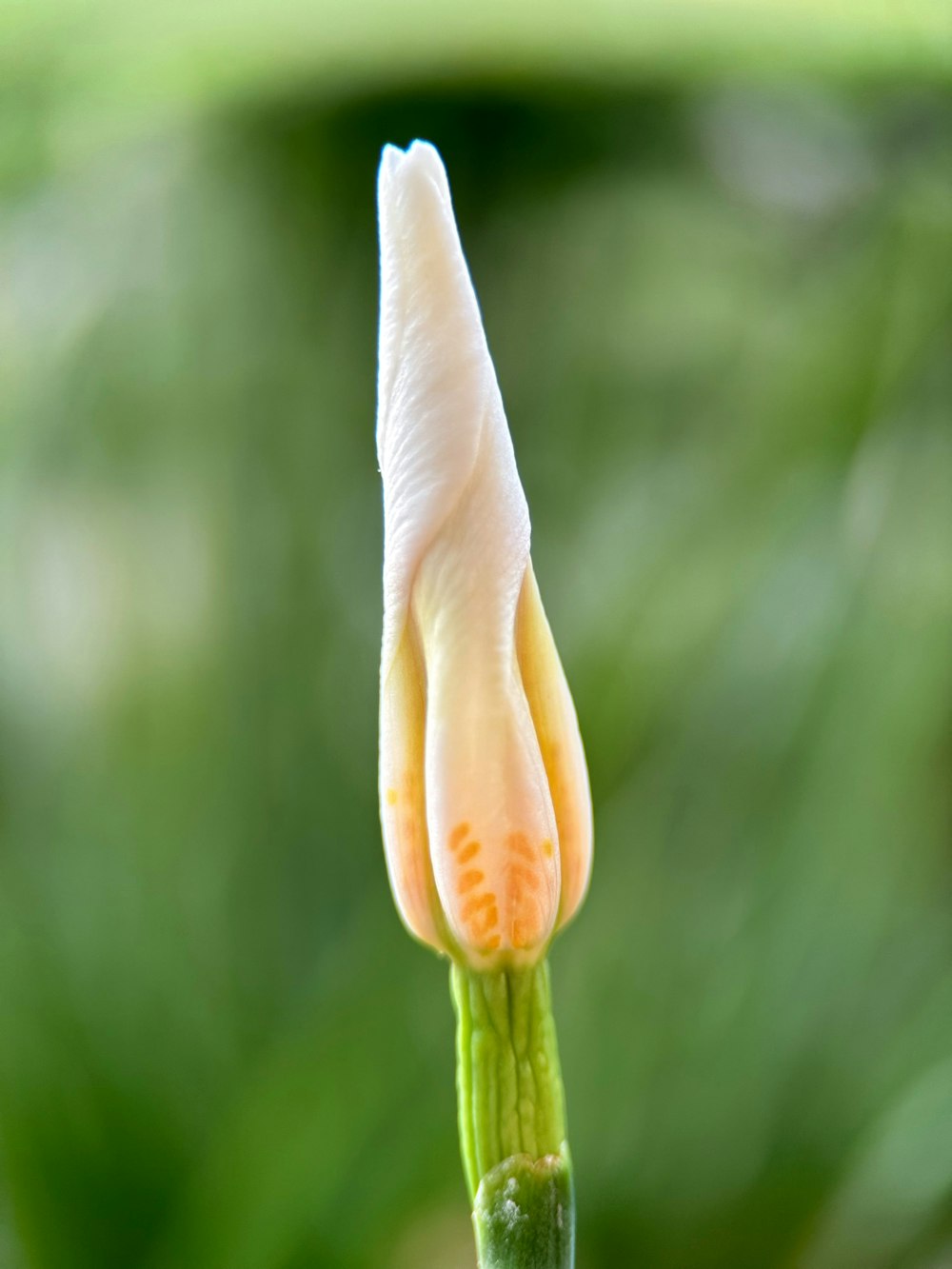 a close up of a flower with a blurry background