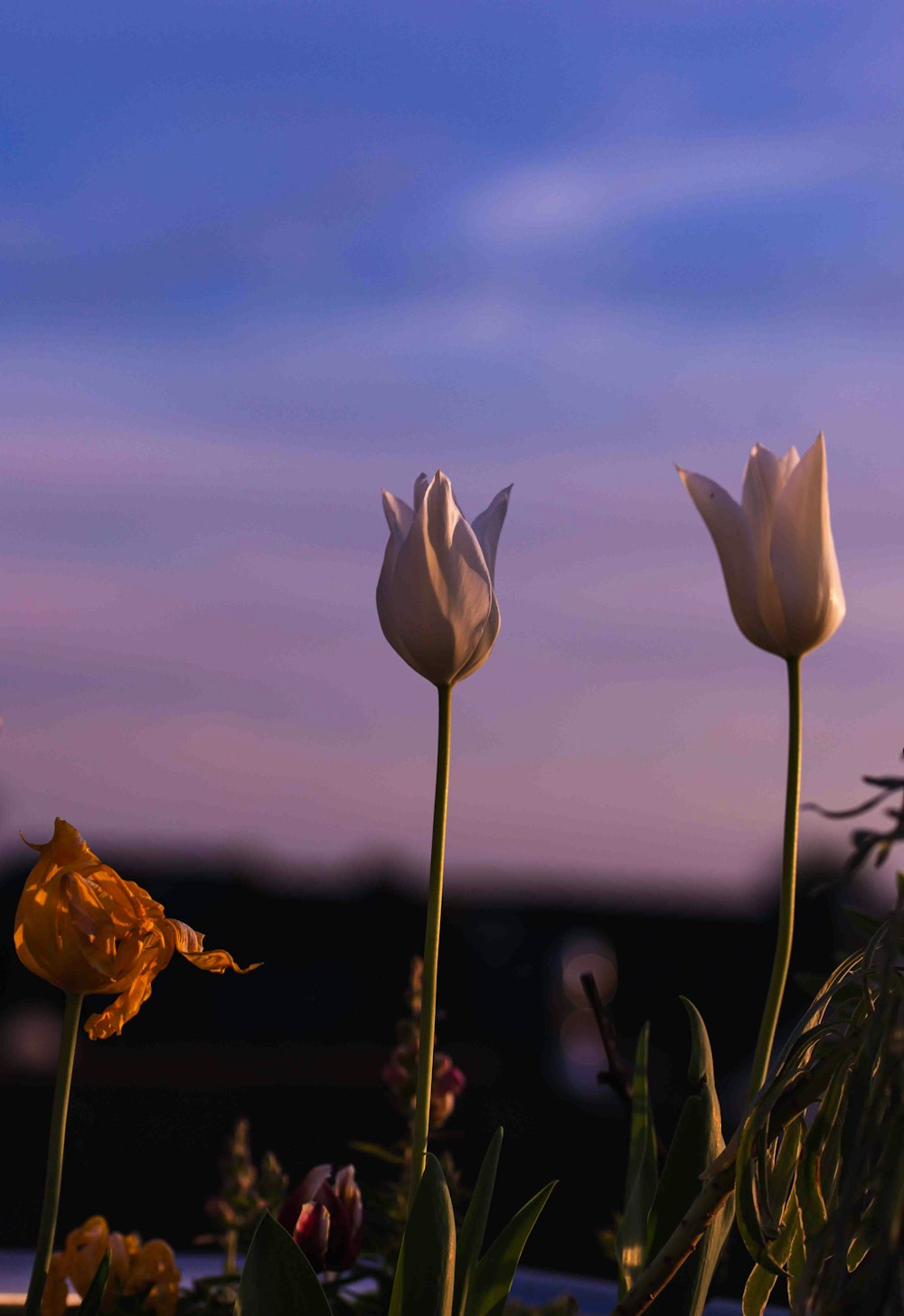 three white tulips are in the foreground with a blue sky in the