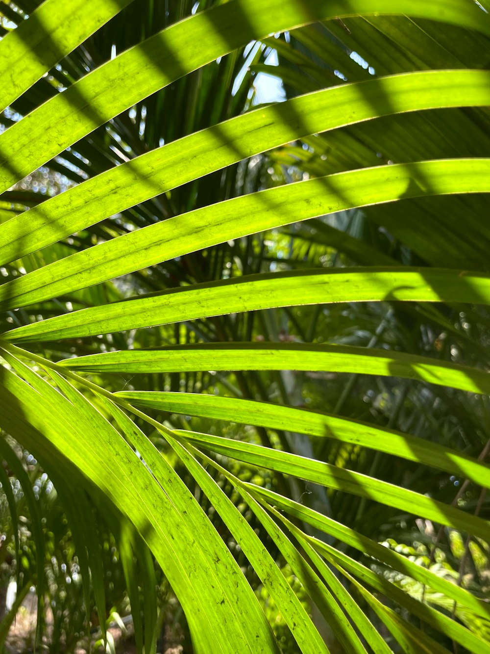 a close up of a green palm leaf