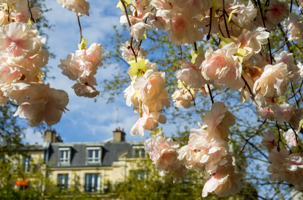 a bunch of pink flowers hanging from a tree