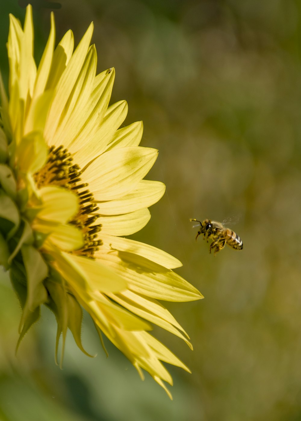 a bee flying away from a sunflower