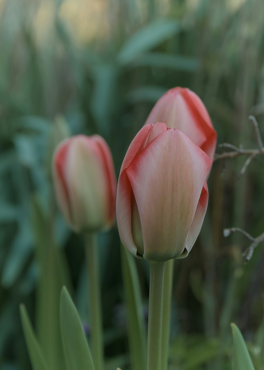 a couple of pink flowers that are in the grass