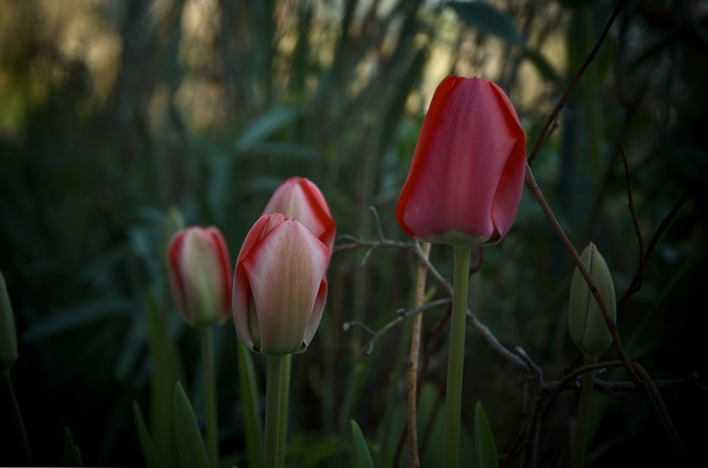 a group of red and white tulips in a field