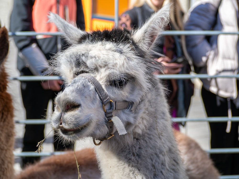 a close up of a llama near a group of people