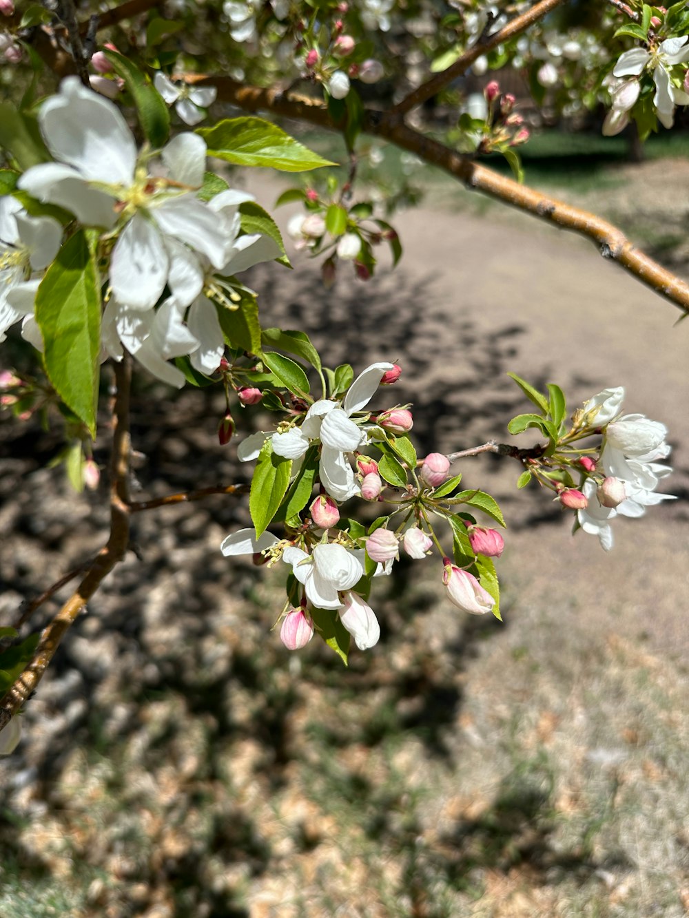 a tree with white flowers and green leaves