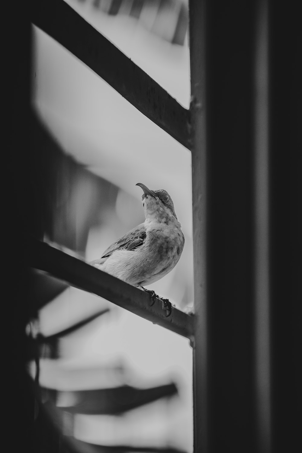 a black and white photo of a bird sitting on a railing