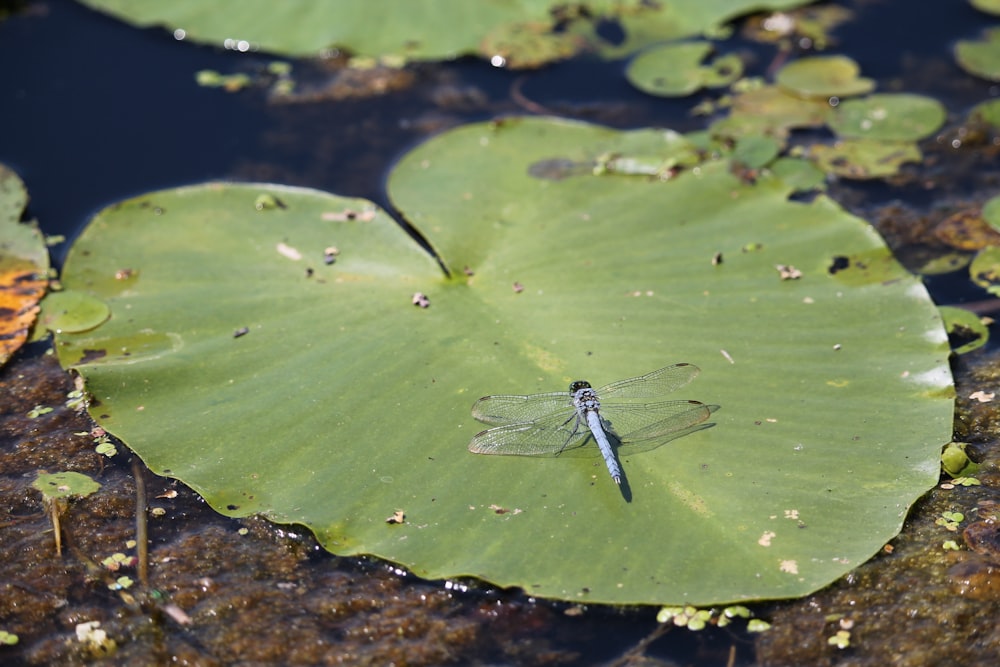 a blue dragonfly sitting on top of a lily pad
