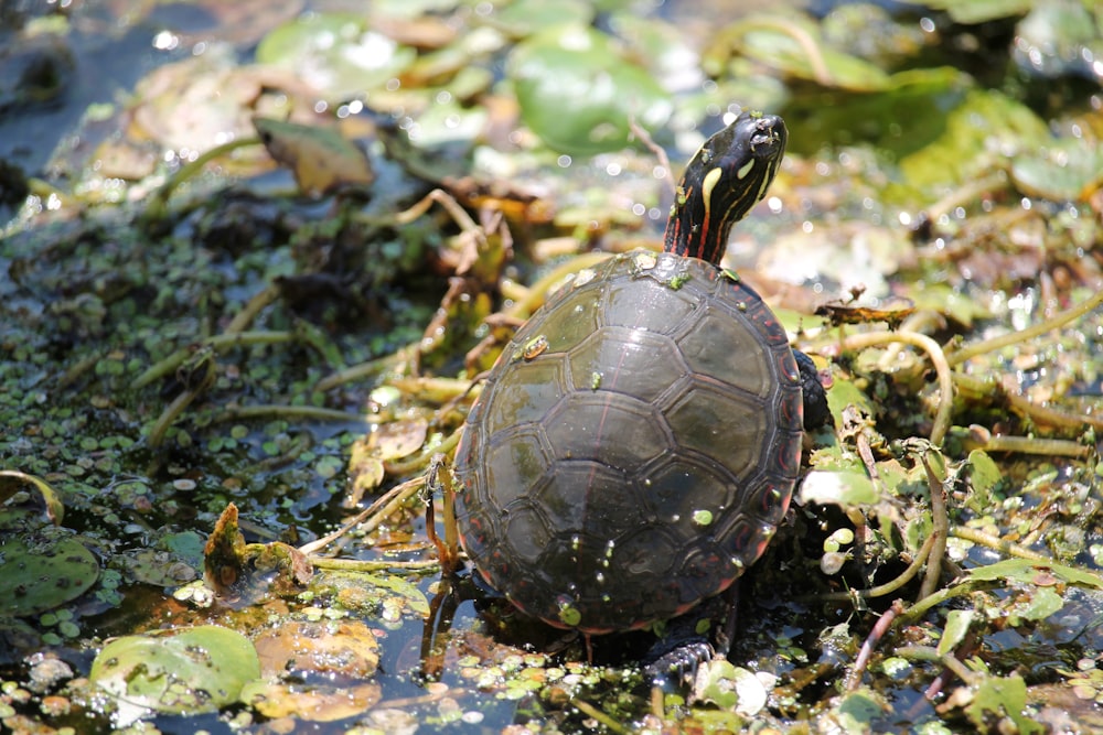 a small turtle sitting on top of a leaf covered ground