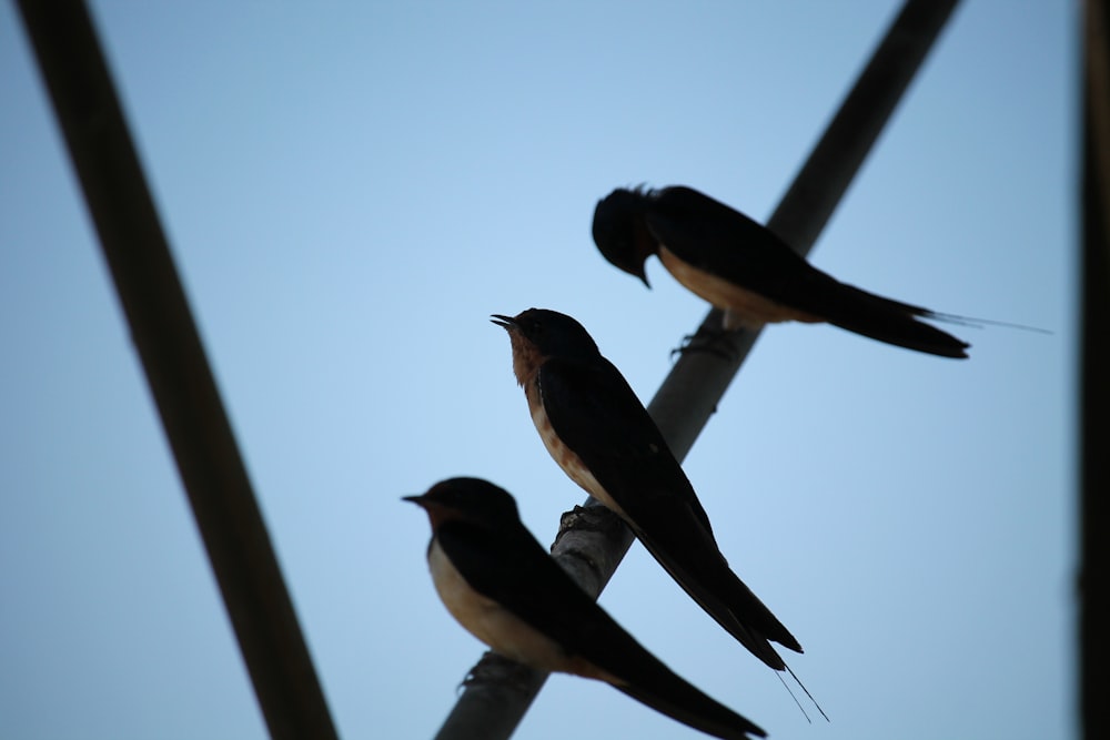 three birds sitting on top of a telephone pole